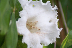 Closer-view-of-flower-of-Mangrove-trumpet-tree