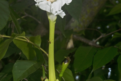 Flower-of-Mangrove-trumpet-tree