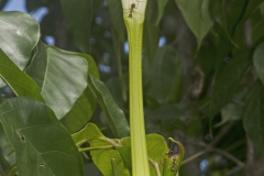 Flowering-buds-of-Mangrove-trumpet-tree