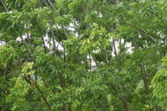 Mangrove-trumpet-tree-growing-wild