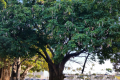 Mangrove-trumpet-tree