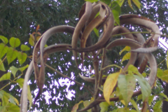 Matured-fruits-of-Mangrove-trumpet-tree