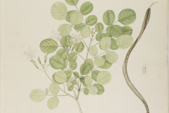 Plant-illustration-of-Mangrove-trumpet-tree