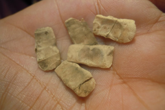 Seeds-of-Mangrove-trumpet-tree