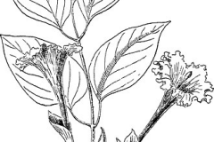 Sketch-of-Mangrove-trumpet-tree