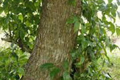 Trunk-of-Mangrove-trumpet-tree