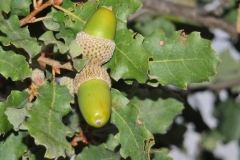 Fruits-of-Manjakani