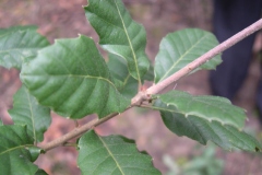 Leaves-of-Manjakani