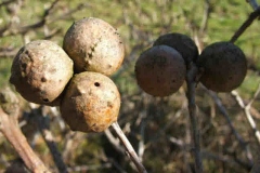 Manjakani-on-the-plant