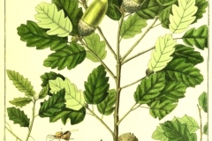 Plant-Illustration-of-Manjakani