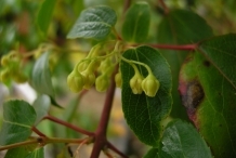 Maqui-berry-flower