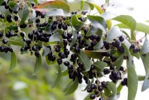 Maqui-berry-in-the-tree