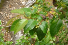 Maqui-berry-leaves