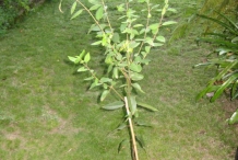 Maqui-berry-plant