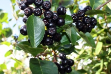 Maqui-berry