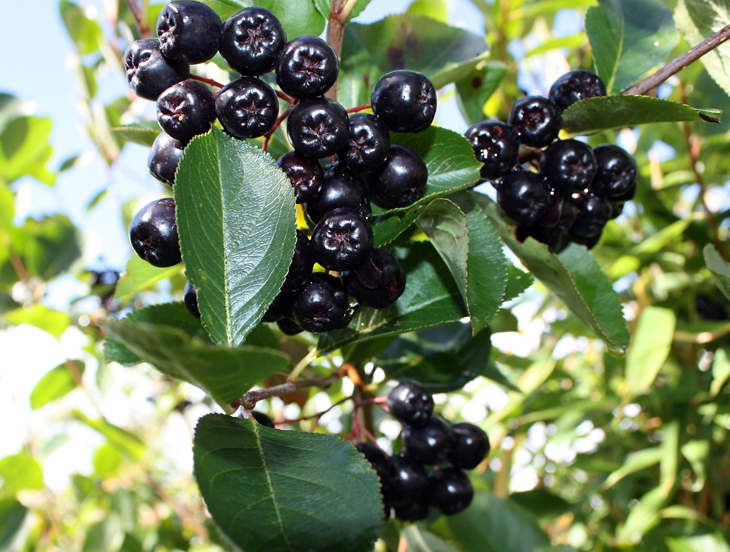 Maqui berry nutrition facts and health benefits HB times