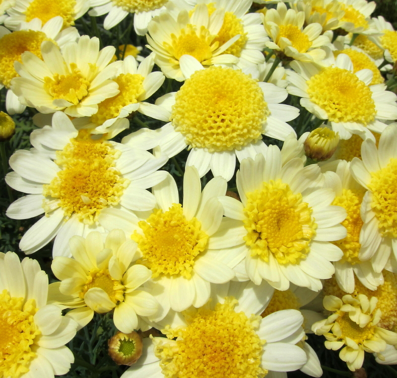 Other-Variety-of-Daisy