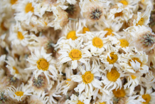 Dried-Marguerite-Daisy-flower