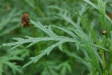 Leaves-of-Marguerite-Daisy