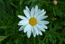 Marguerite-Daisy-Flower