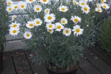 Marguerite-Daisy-growing-on-pot
