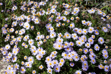 Marguerite-Daisy-growing-wild