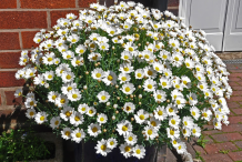 Marguerite-daisy--plant