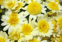 Other-Variety-of-Daisy