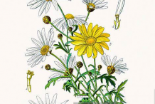 Plant-Illustration-of-Marguerite-Daisy