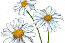 Sketch-of-Marguerite-Daisy