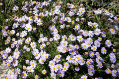 Marguerite-Daisy-growing-wild