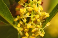 Closer-view-of-Flowers-of-Marian-plum