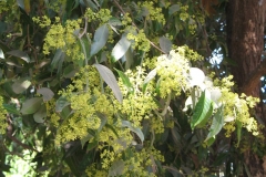 Flowers-of-Marian-plum-tree
