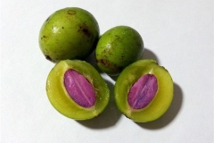 Half-cut-fruit-showing-seeds-of-Marian-plum