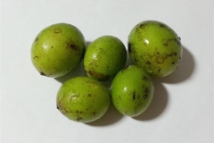 Immature-fruits-of-Marian-plum
