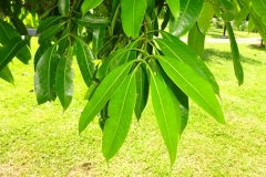 Leaves-of-Marian-plum