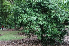 Marian-plum-plant-growing-wild