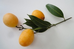 Mature-fruits-of-Marian-plum