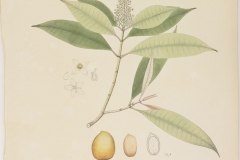 Plant-illustration-of-Marian-plum
