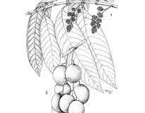 Sketch-of-Marian-plum