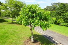 Small-Marian-plum-tree