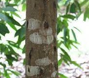 Trunk-of-Marian-plum