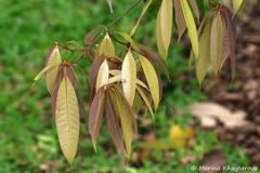 Young-leaves-of-Marian-plum