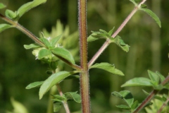 Branches-of-Marjoram