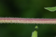 Closer-view-of-Stem-of-Marjoram
