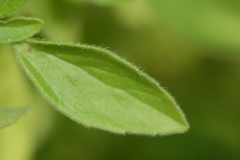 Dorsal-view-of-leaf-of-Marjoram