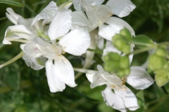 Flowers-of-Marjoram
