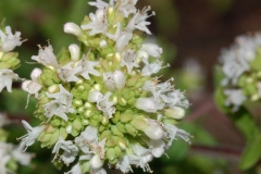 Inflorescence-of-Marjoram