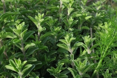 Marjoram-Plant