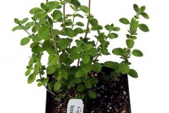 Marjoram-plant-grown-on-pot